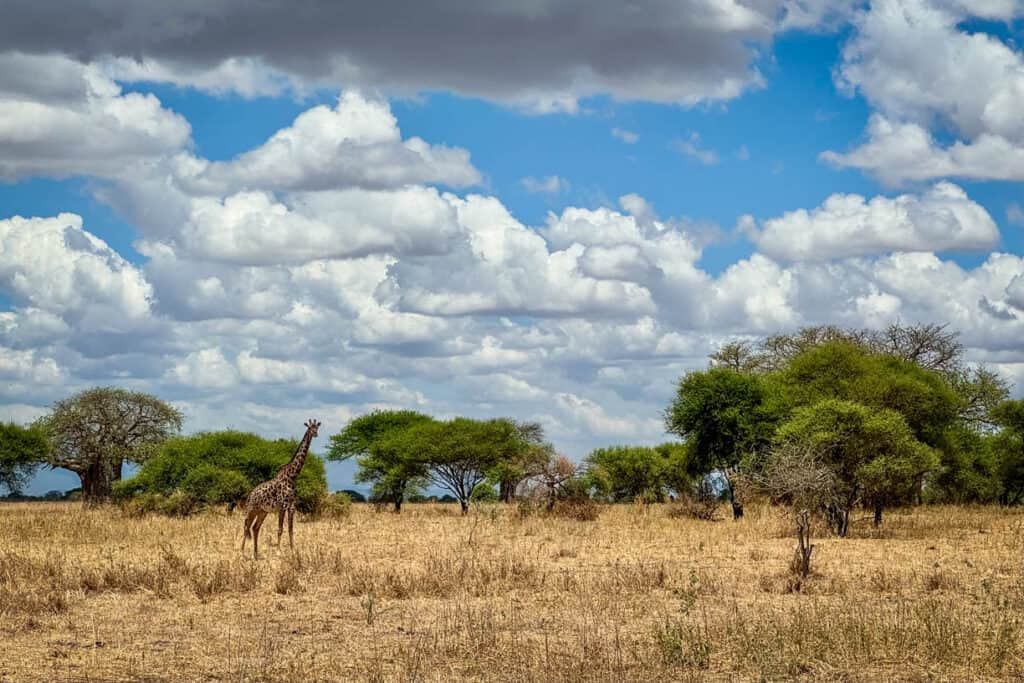 Tarangire National Park Tanzania safari 