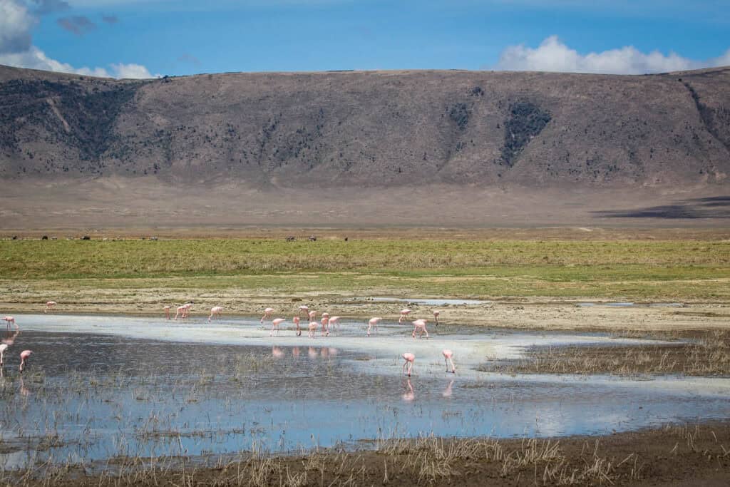 Flamingos in the Ngorongoro Crater Tanzania safari