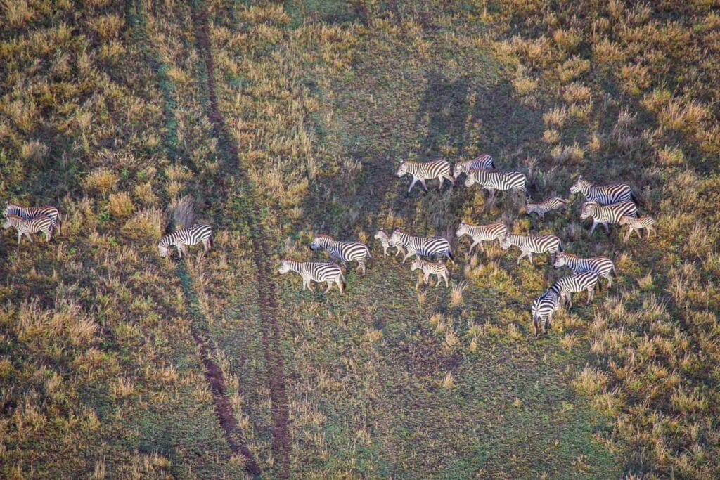 Zebras from above in Serengeti National Park