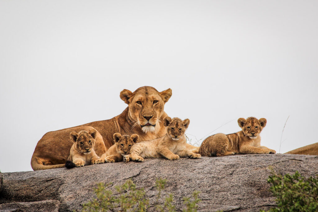 Lions safari Serengeti National Park Tanzania