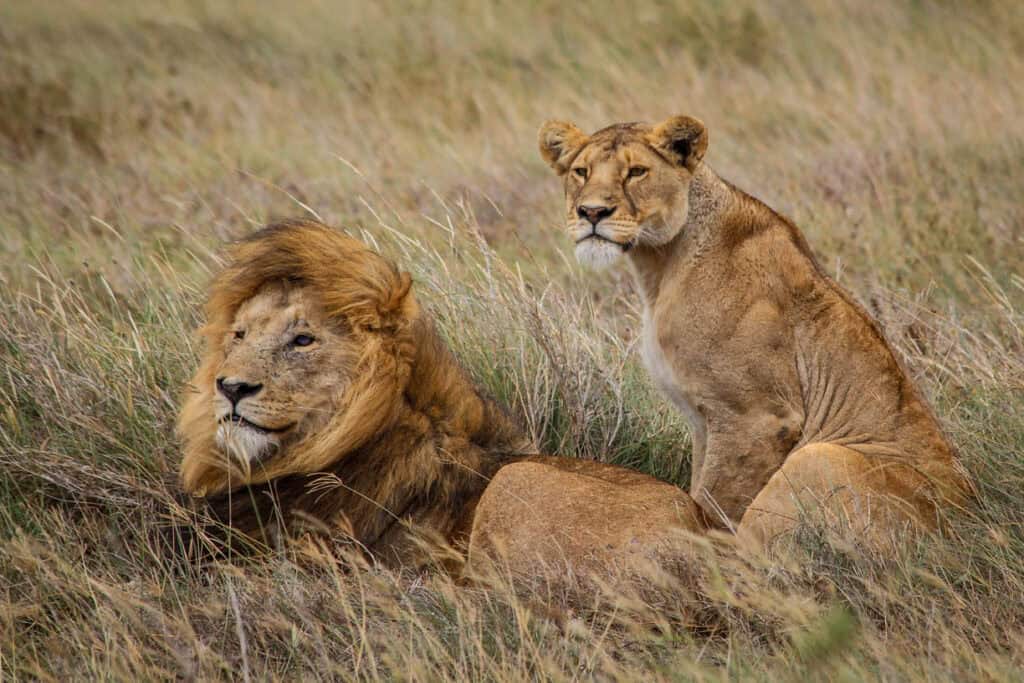 Lions in Serengeti National Park Tanzania safari