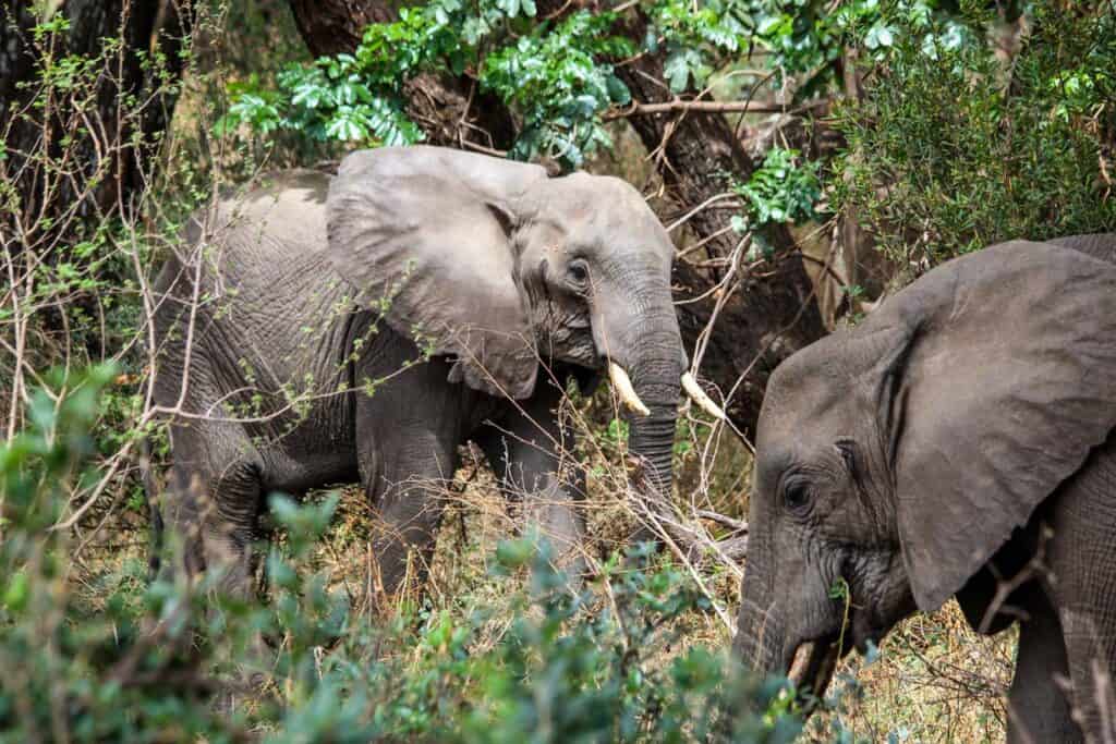 Elephants at Lake Manyara National Park Tanzania safari