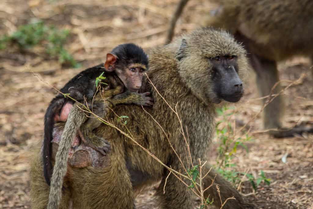 Monkeys at Lake Manyara National Park Tanzania safari