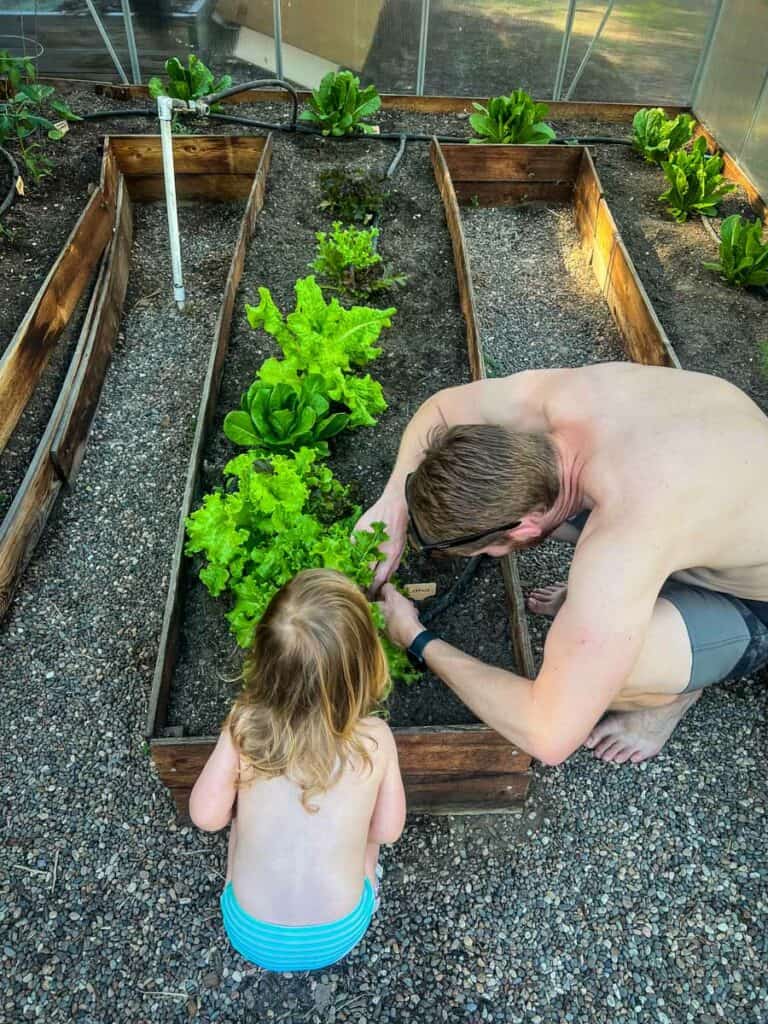 Planting a garden greenhouse