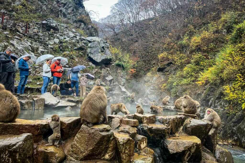 Jigokudani Monkey Park Japan 2023