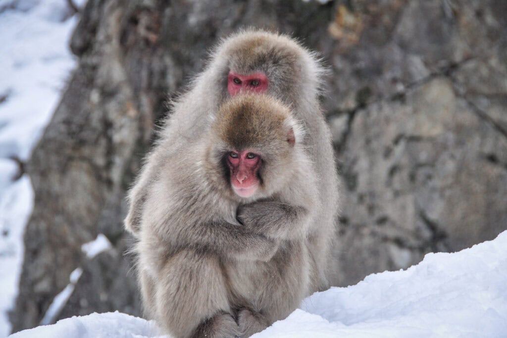 Jigokudani Snow Monkey Park Japan