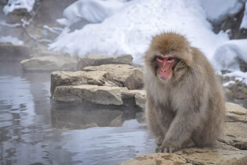 Jigokudani Snow Monkey Park Japan