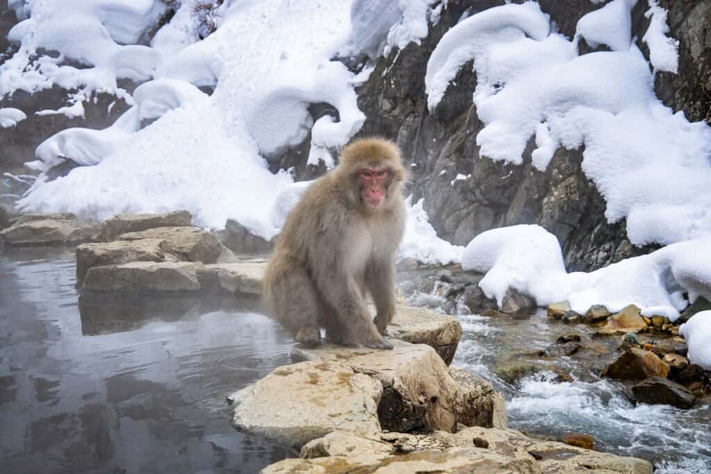 Jigokudani Snow Monkey Park Japan