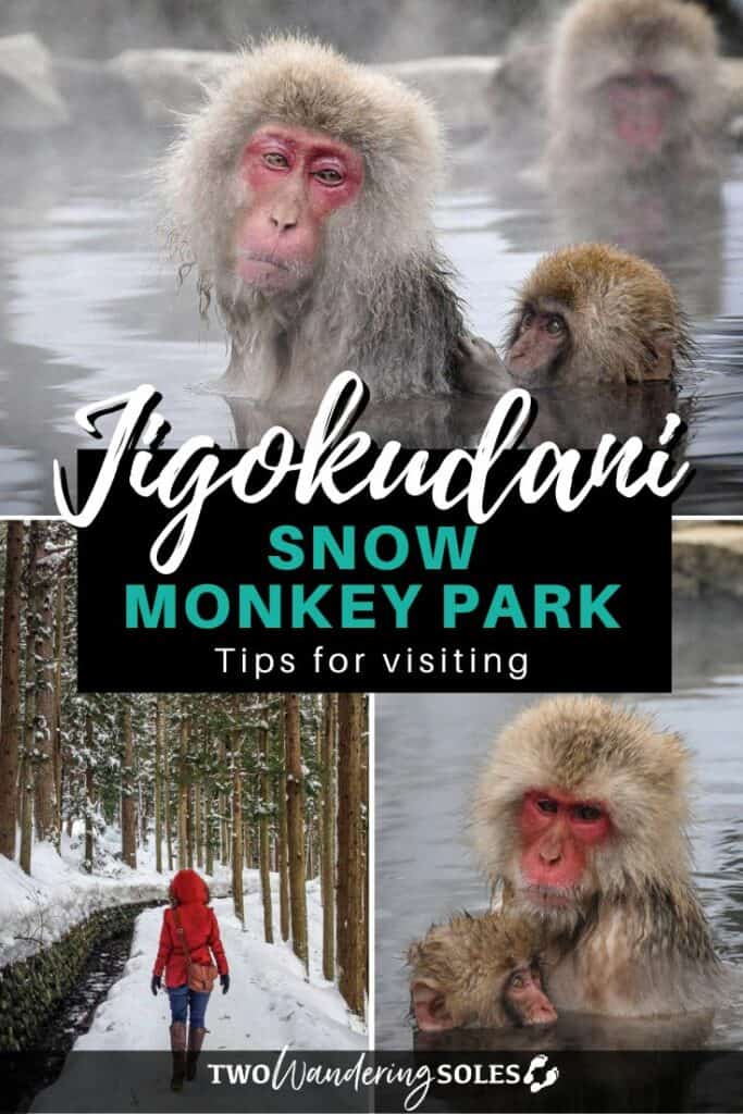 Jigokudani Snow Monkey Park Japan (Pin D)