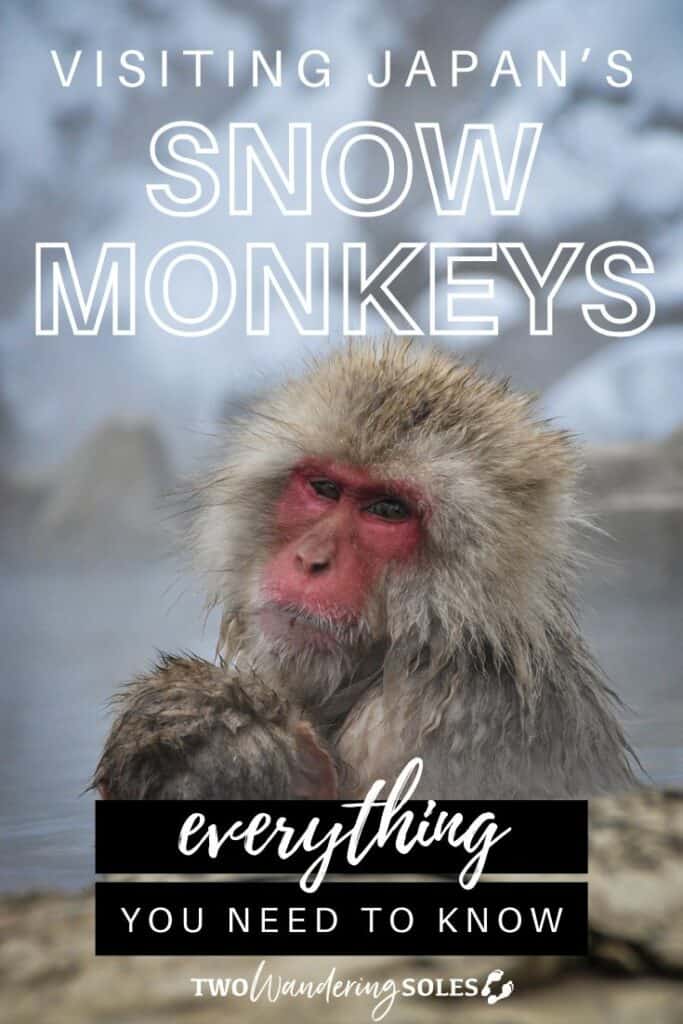 Jigokudani Snow Monkey Park Japan (Pin E)