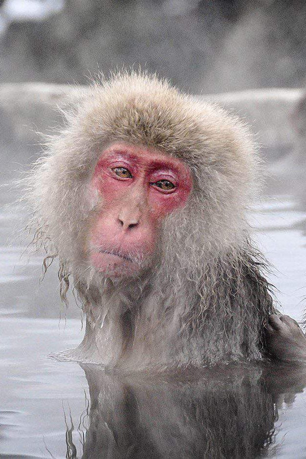 Snow-monkeys-in-Japan