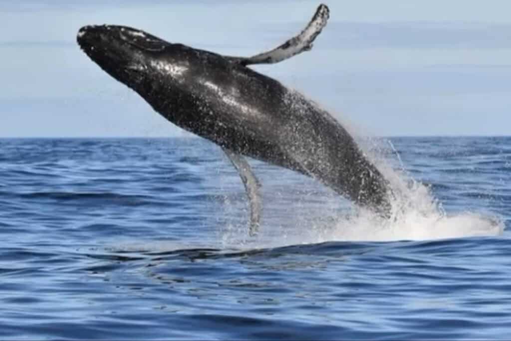 Whale watching in Yzerfontein with Whale Expeditions SA